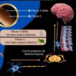 icone-videoaulas-acupuntura